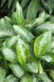 راهنمای نگهداری و پرورش گل و گیاهان زینتی - آگلونما پاتایا